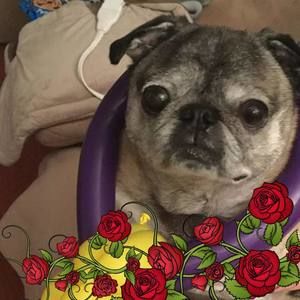 Meet your Posher, Joseph